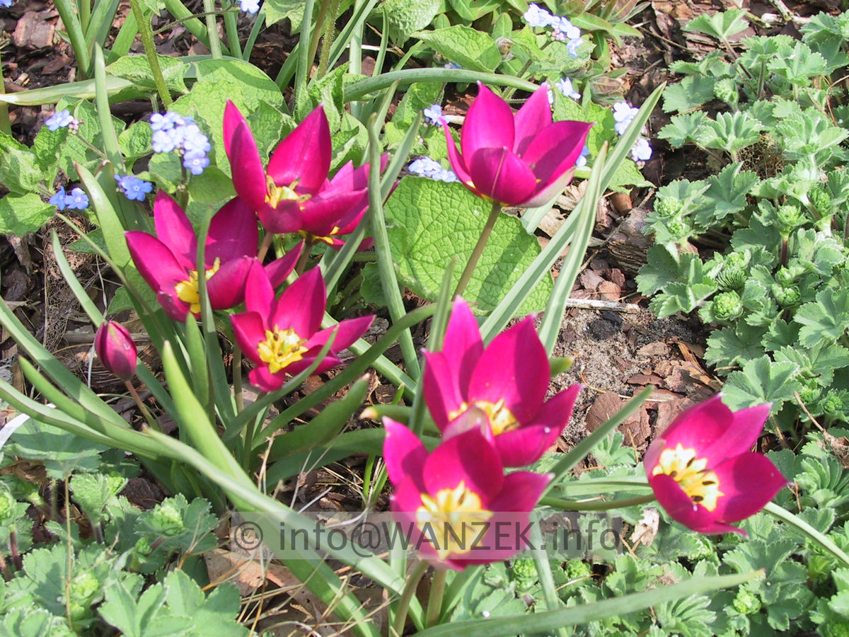 Tulipa humilis pulchella 03.JPG